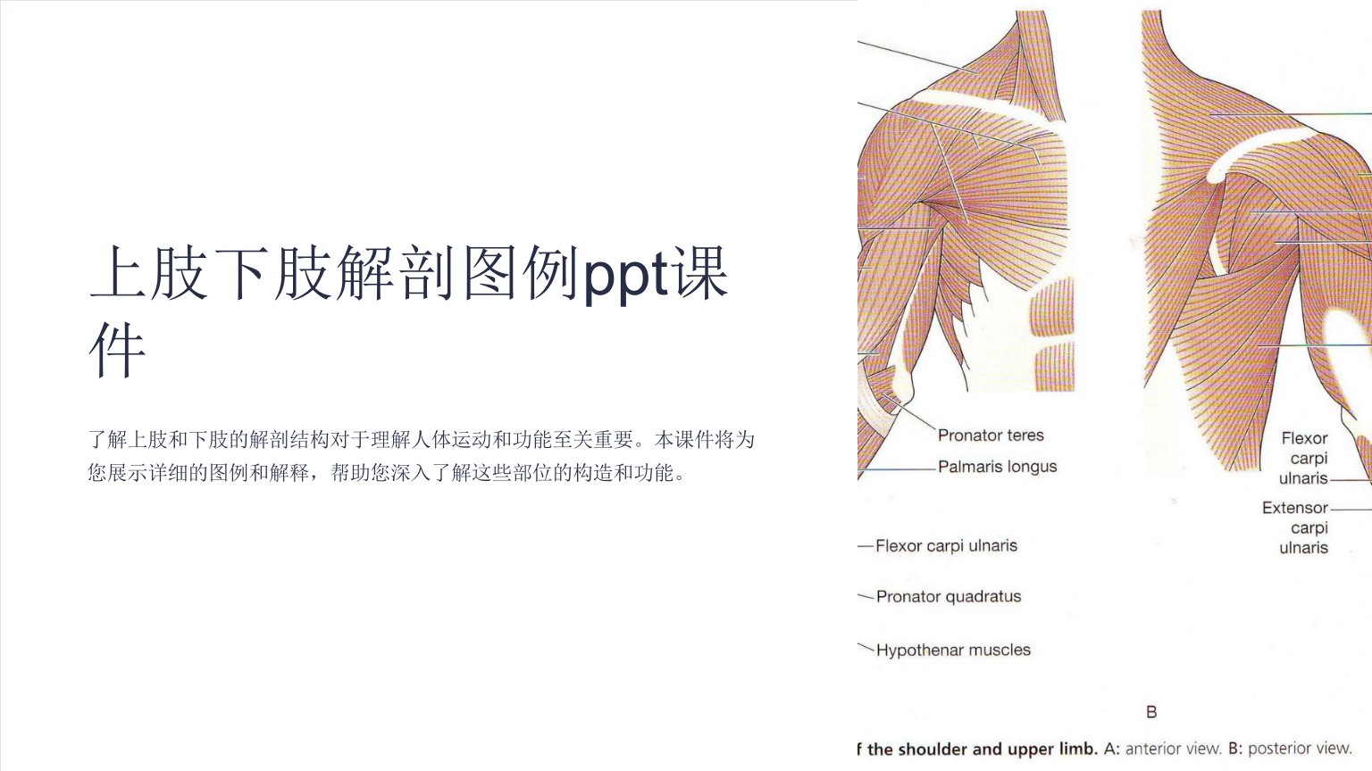 上肢下肢解剖图例课件