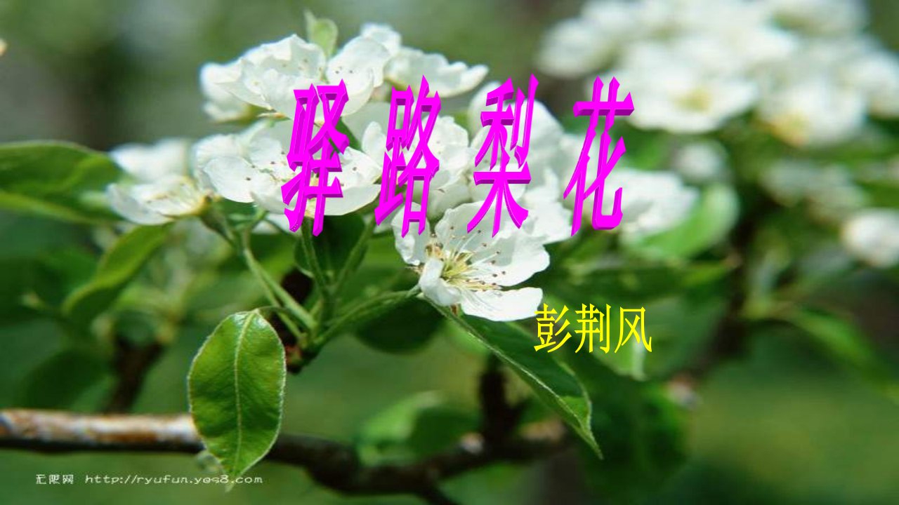 《驿路梨花》pptx（18页）