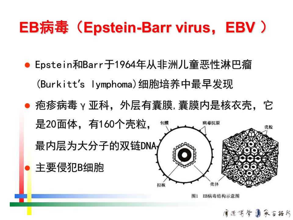 eb病毒感染相关疾病课件