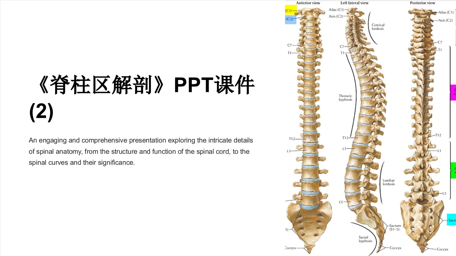 《脊柱区解剖》课件