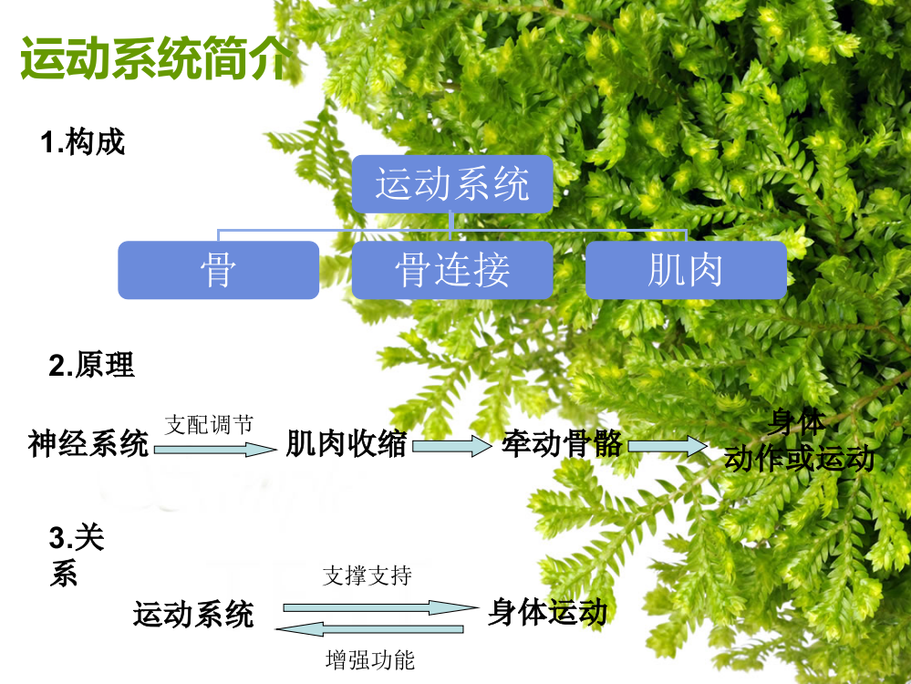 幼儿体验与教育运动系统PPT精品医学课件