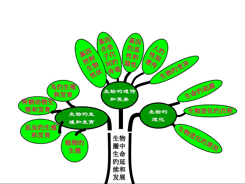 八年级生物下册复习shangke市公开课获奖课件省名师示范课获奖课件