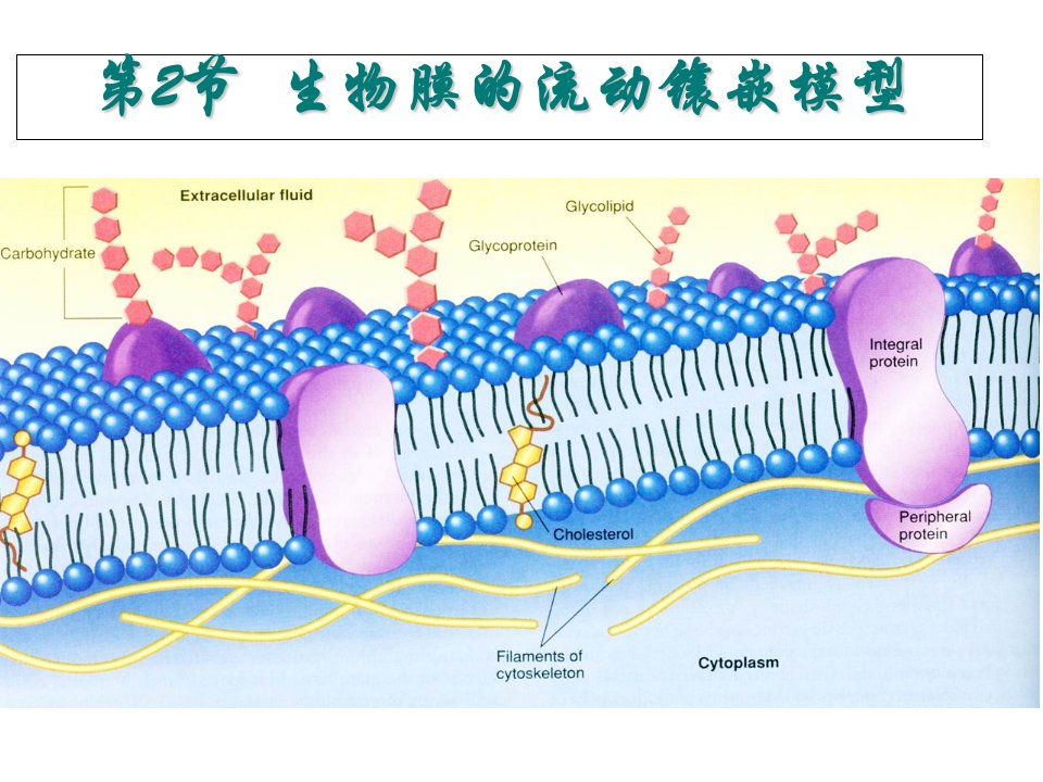 生物的流动镶嵌模型