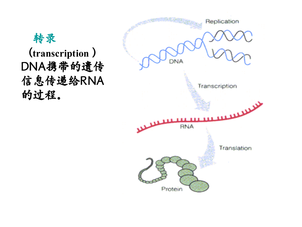 RNA的生物合成转录PPT课件