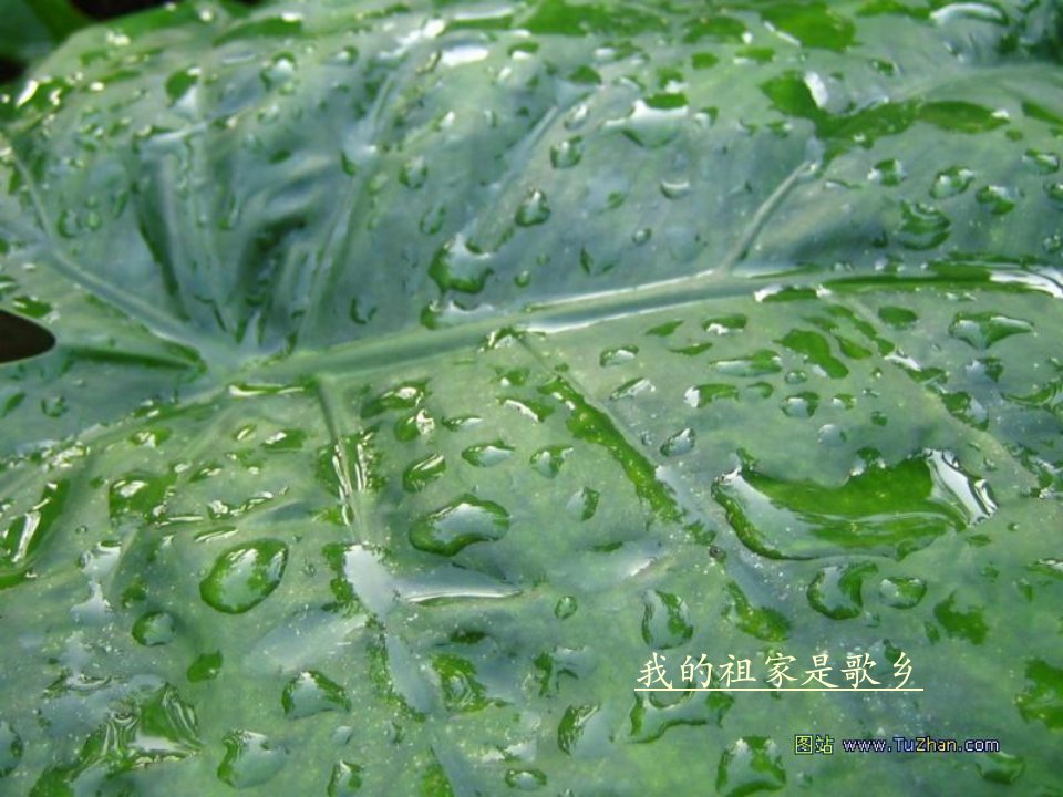 雨打芭蕉