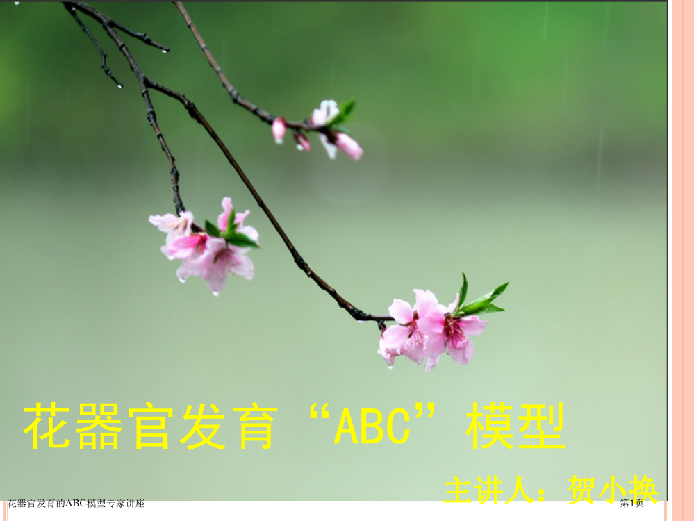 花器官发育的ABC模型专家讲座