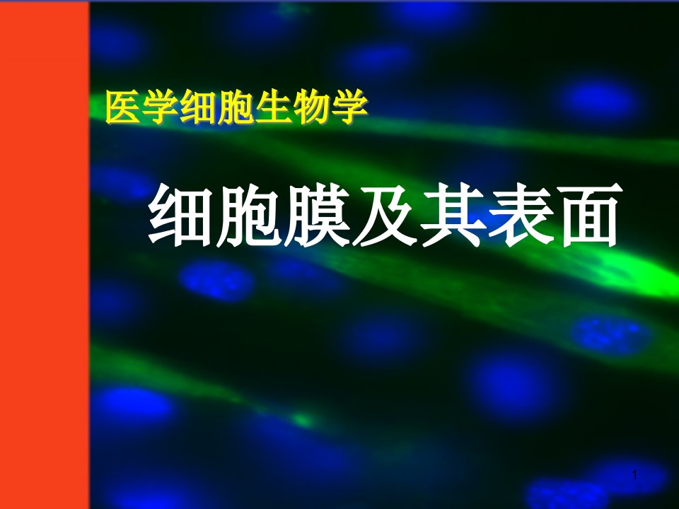 《细胞生物学》细胞膜ppt课件