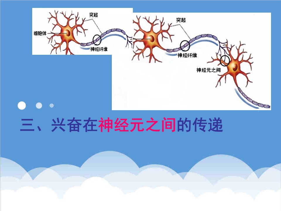 兴奋在神经元之间的传递