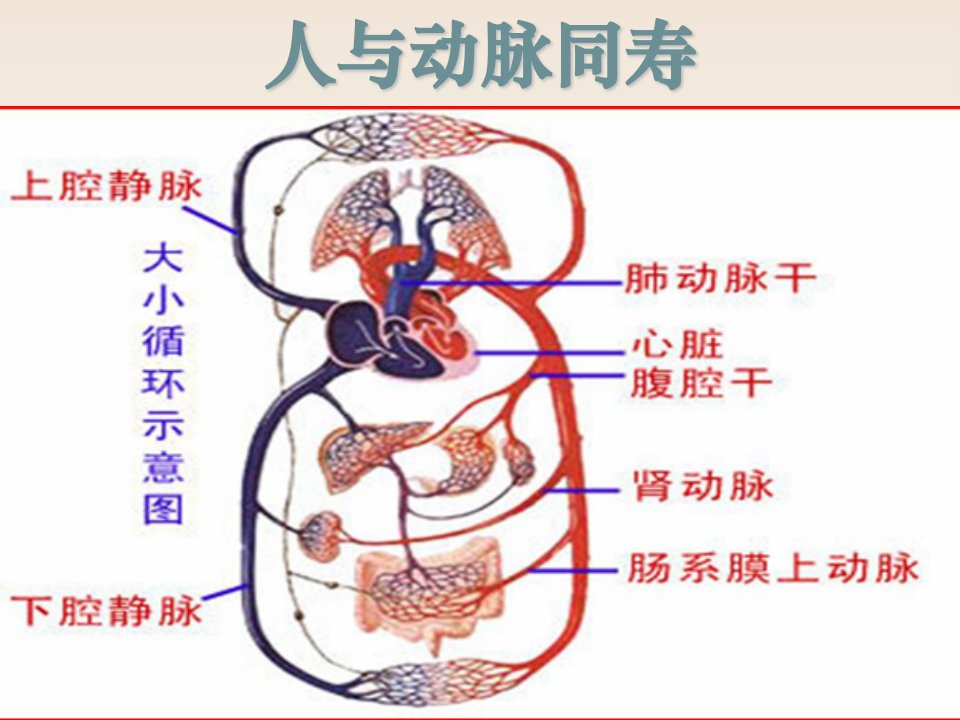 最精典的蜂胶课件幻灯片