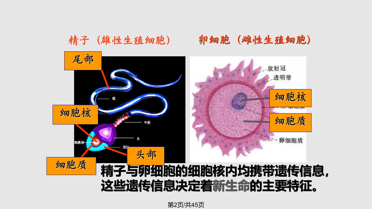 浙教七年级下册科学新生命的诞生张