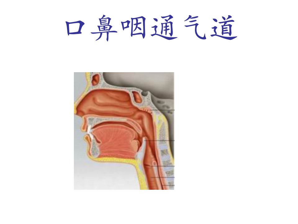 口鼻咽通气道幻灯片