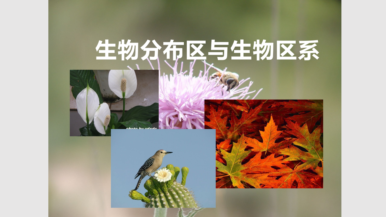 生物地理学-生物分布区与生物区系学习PPT教案