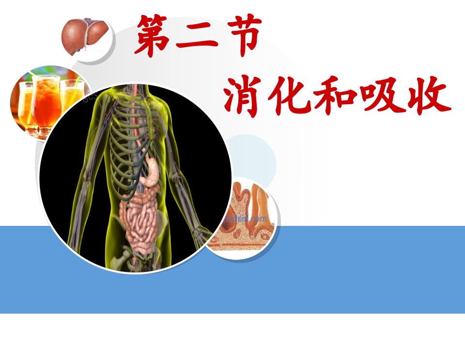 人教版七年级下册生物4.2.2消化和吸收(46张)ppt课件