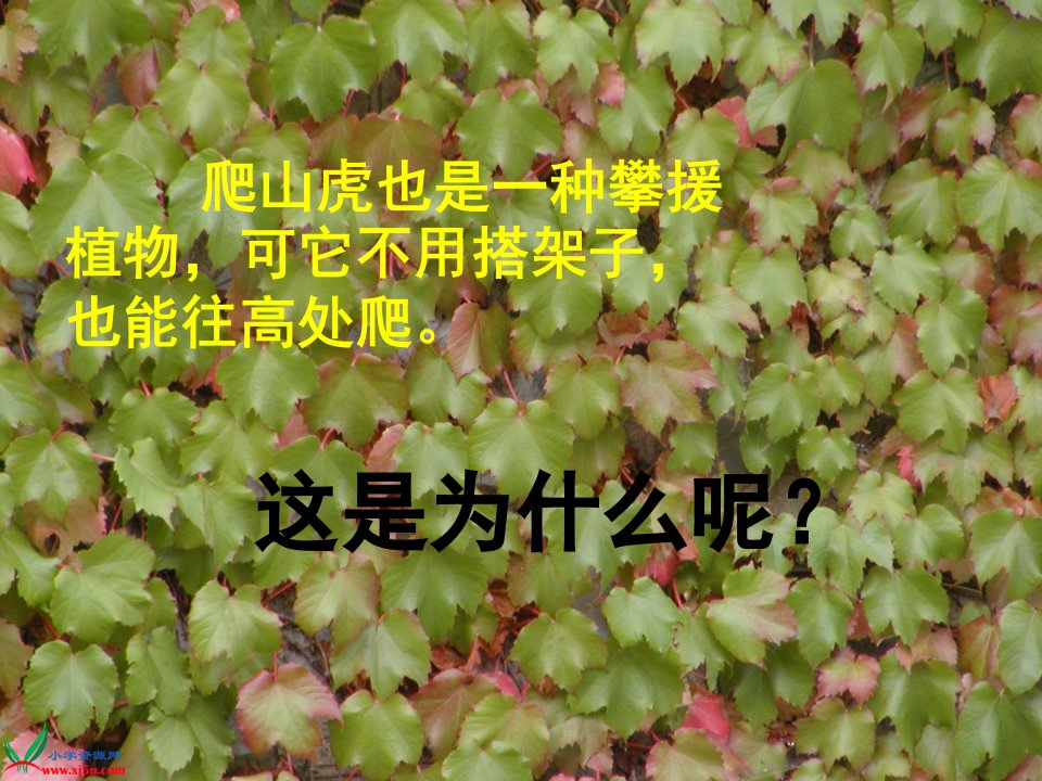 爬山虎的脚课件任春晓转载