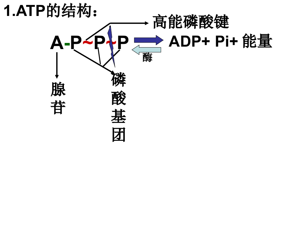 53ATP的重要来源--细胞呼吸