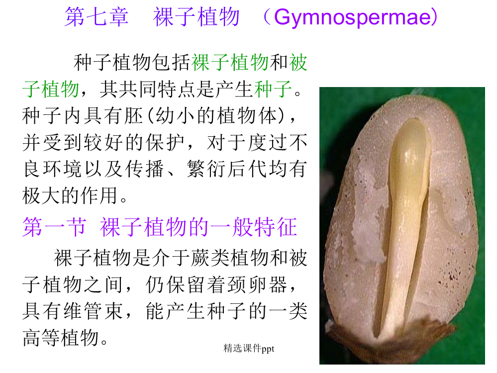 第七章裸子植物ppt课件