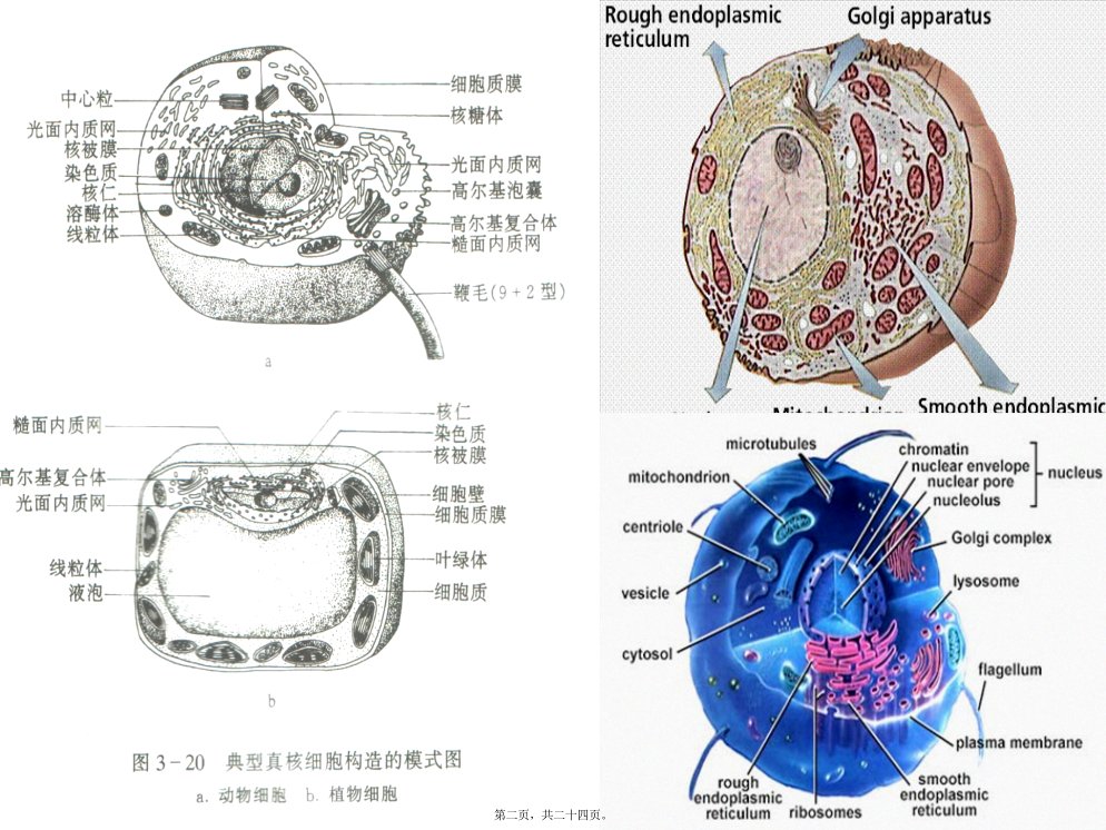 医学专题真菌的细胞结构