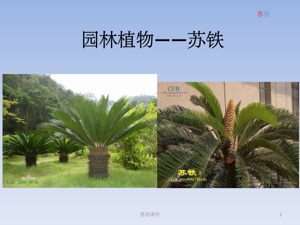 《园林植物苏铁》PPT课件