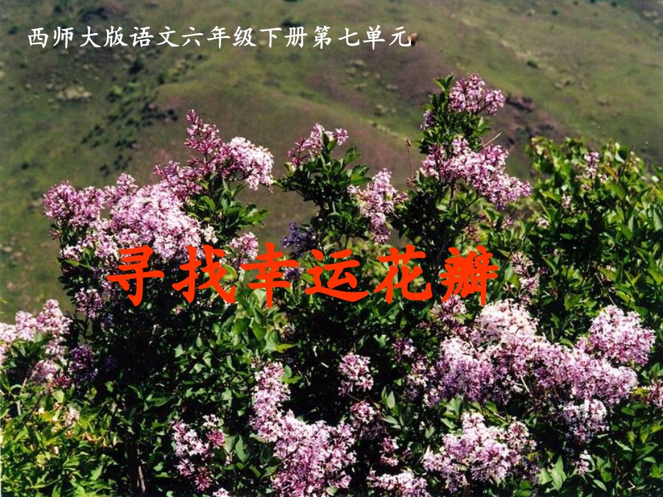 寻找幸运花瓣