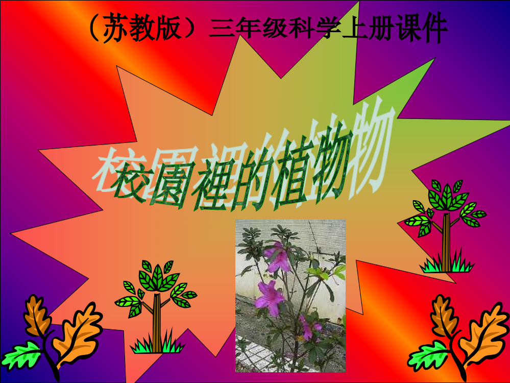 三年级科学上册-校园里的植物-1课件-苏教版