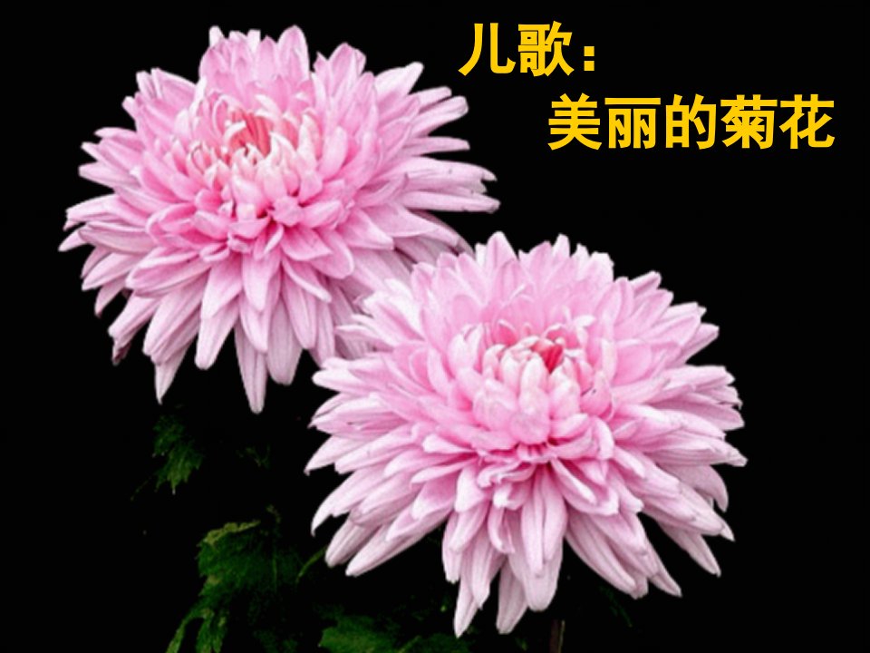 儿歌：美丽的菊花