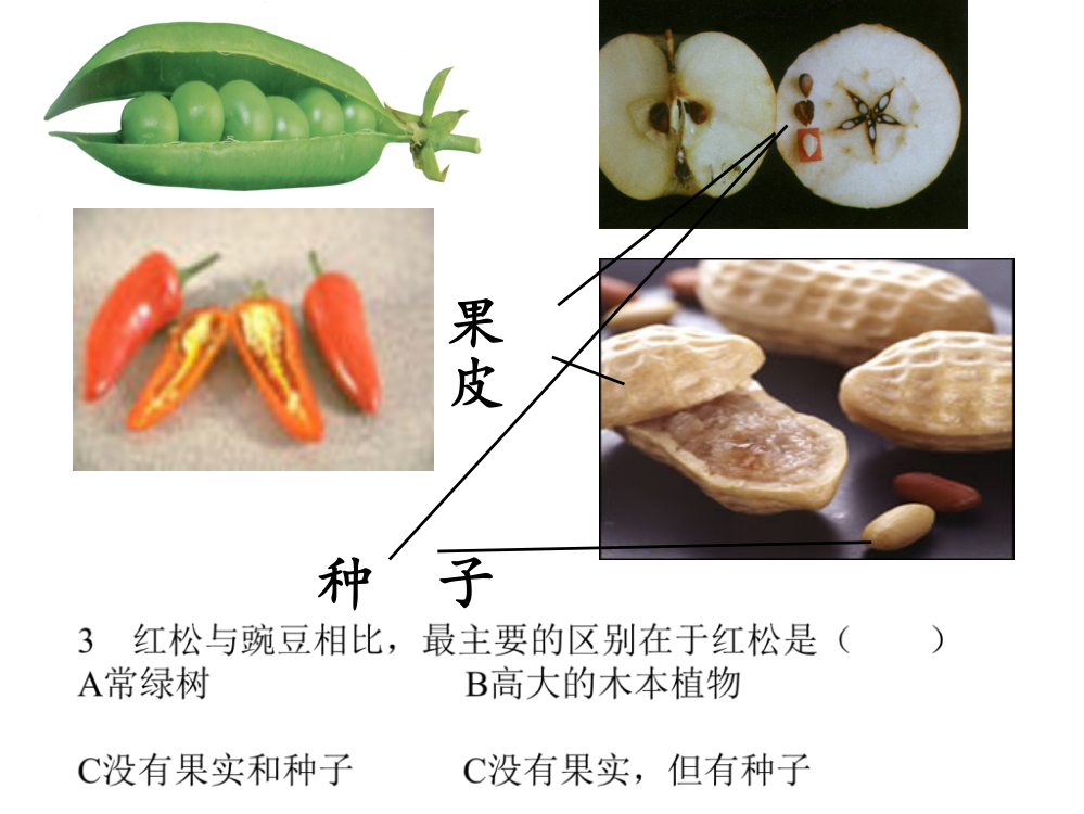 新教材常见的植物第2课时ppt课件