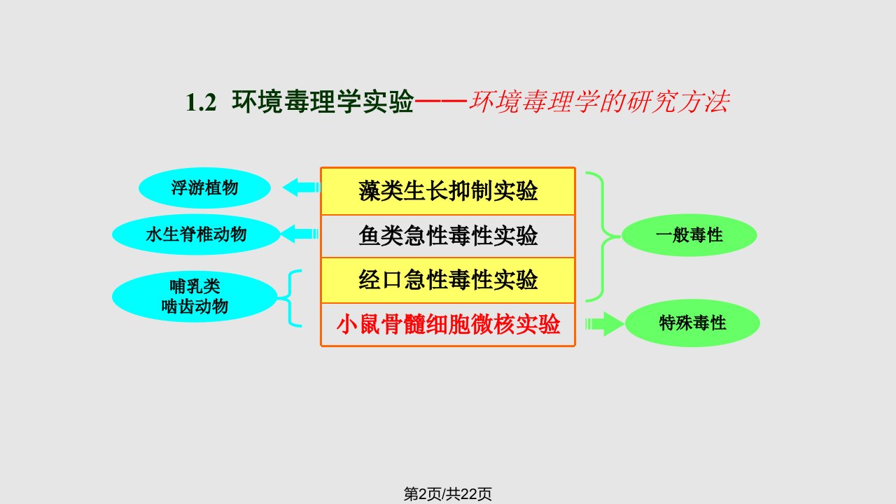 小鼠骨髓细胞微核