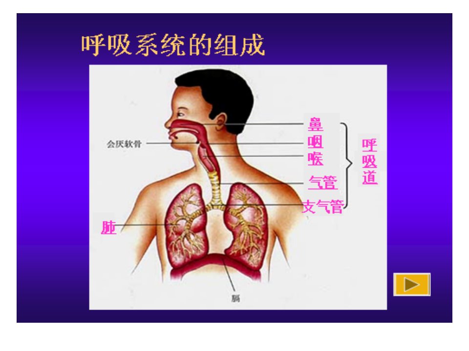 发生在肺内的气体交换