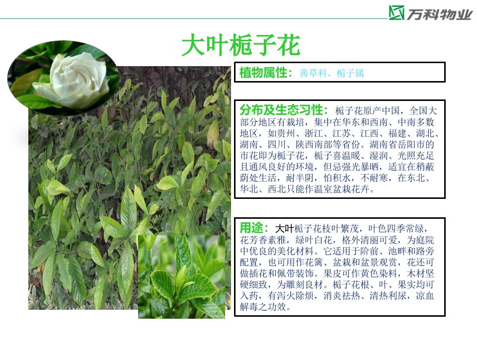 万科物业常见植物图册