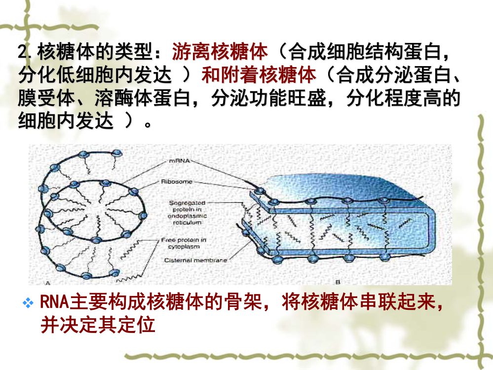 核糖体的形态结构和类型