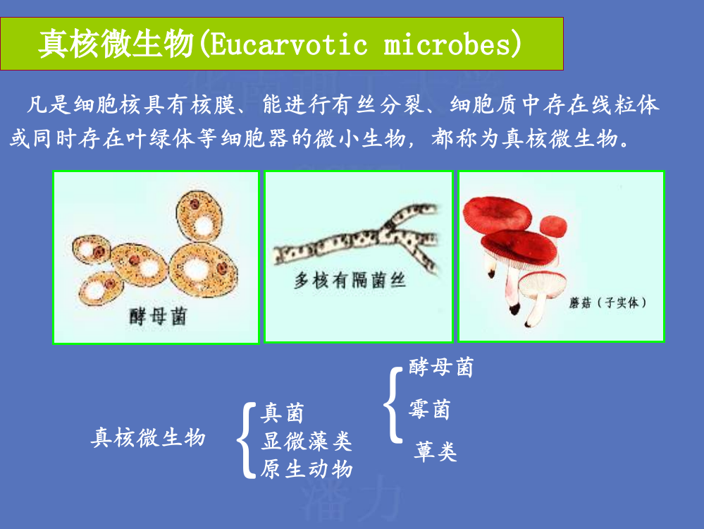 第三章重要的微生物种类5ppt课件