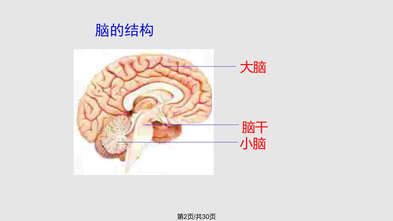 时人体生命活动的调节