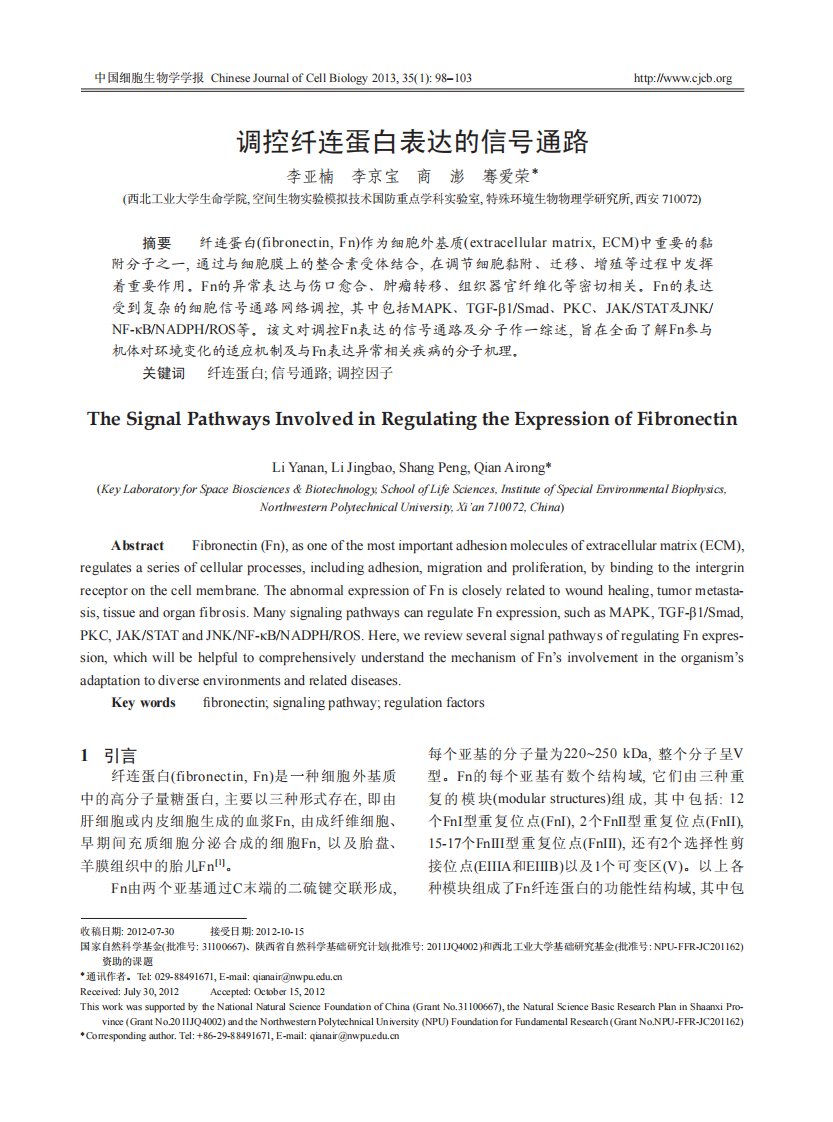 调控纤连蛋白表达的信号通路