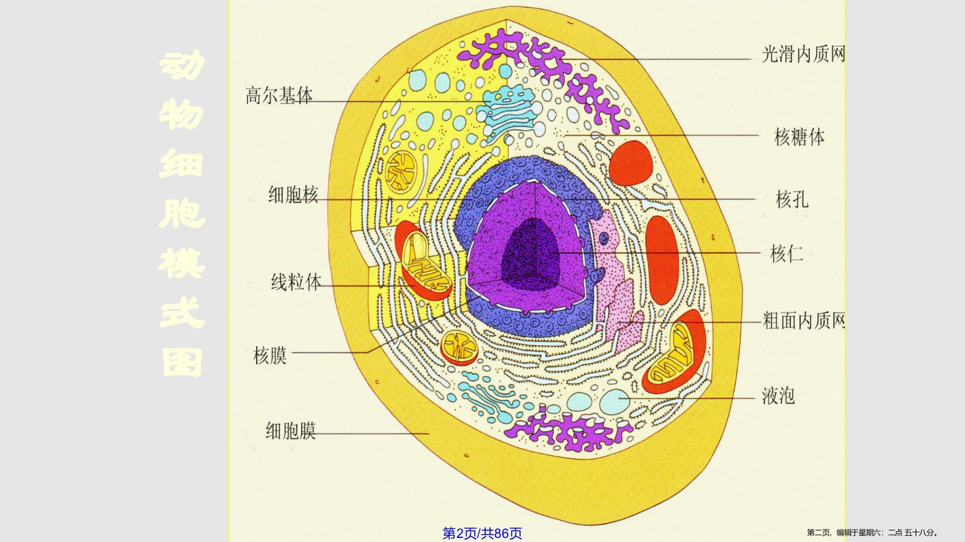 jingsai细胞学习教程