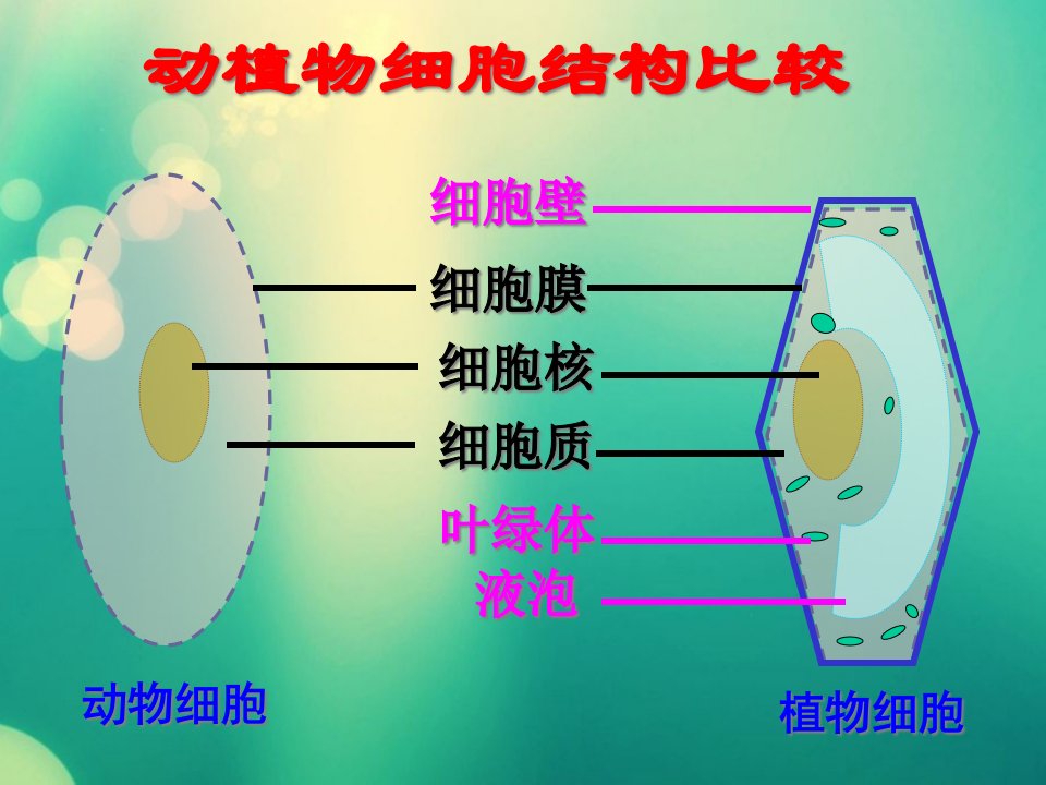 人教版七年级生物上册第二单元第一章第四节2.4细胞的生活课件