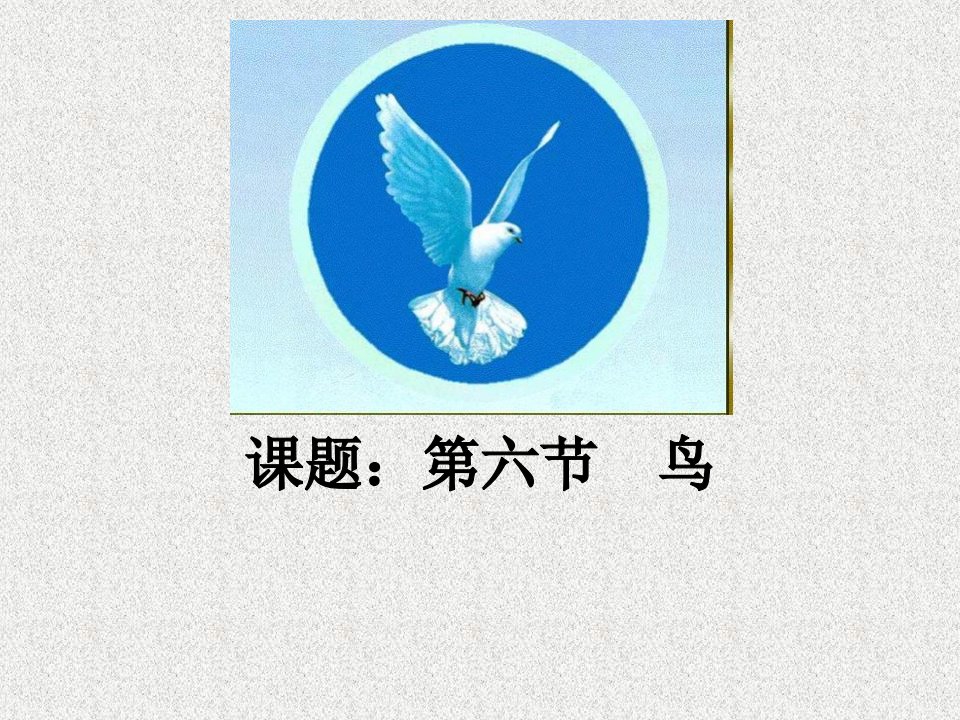 八年级生物鸟适于飞行的特点市公开课获奖课件省名师示范课获奖课件