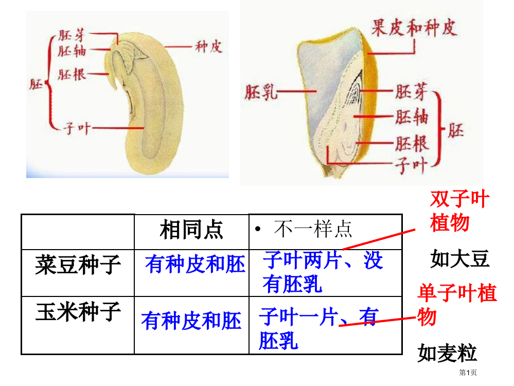 人教版初三复习第三单元第二章被子植物的一生市公开课一等奖省赛课获奖PPT课件