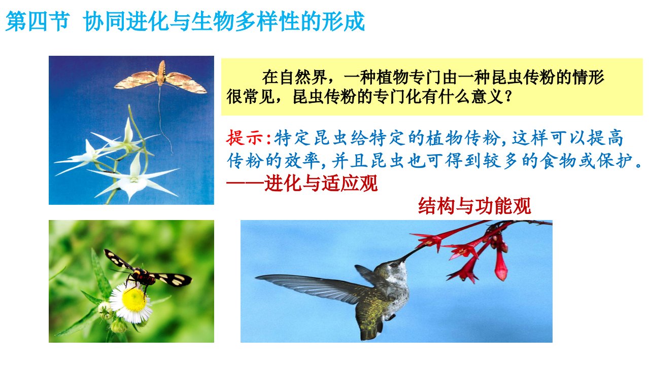 (新教材)协同进化与生物多样性的形成教学课件人教版1