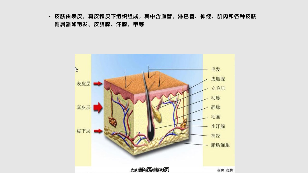 皮肤的结构本