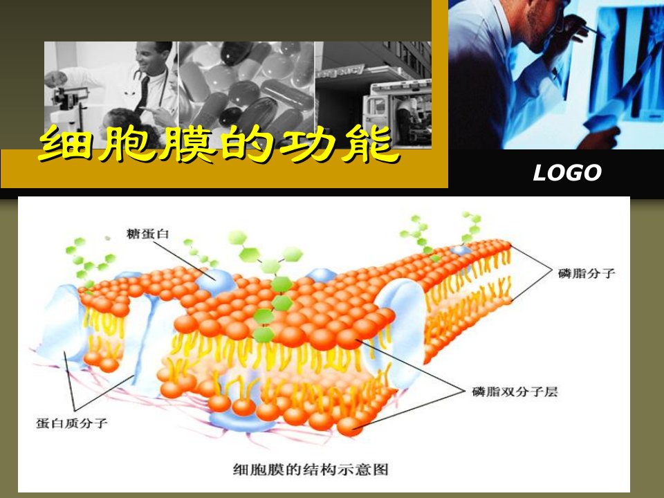 《细胞膜的功能》PPT课件