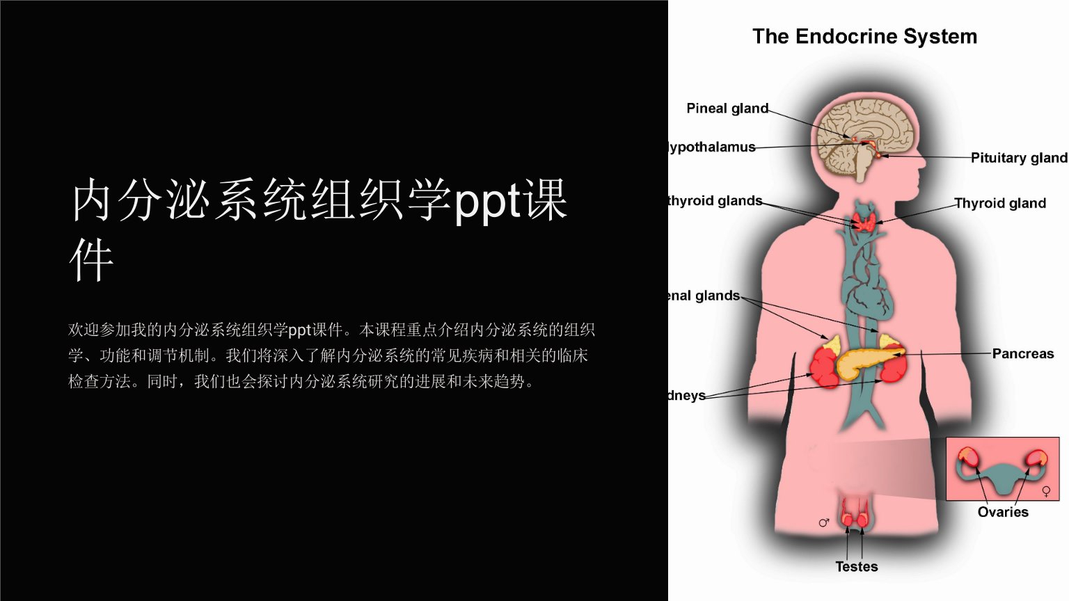 内分泌系统组织学课件