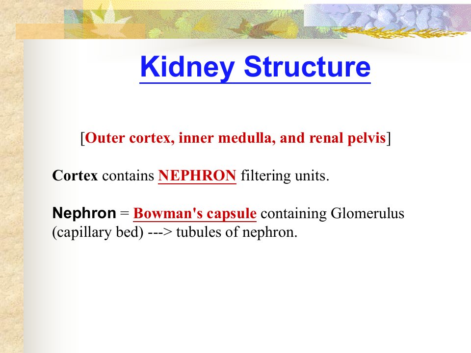 Kidney