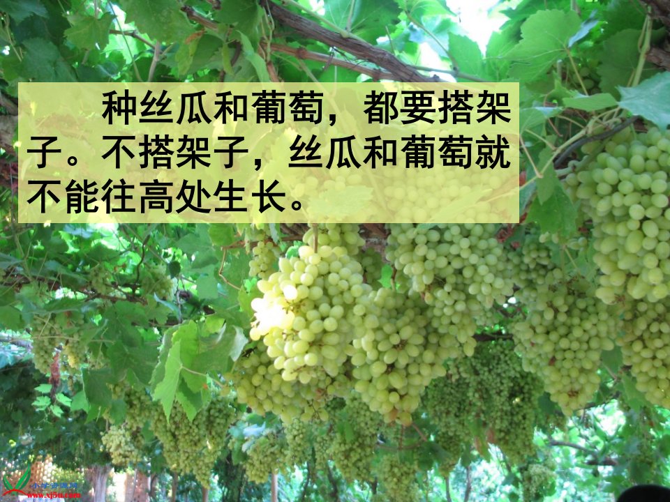 《爬山虎的脚》PPT