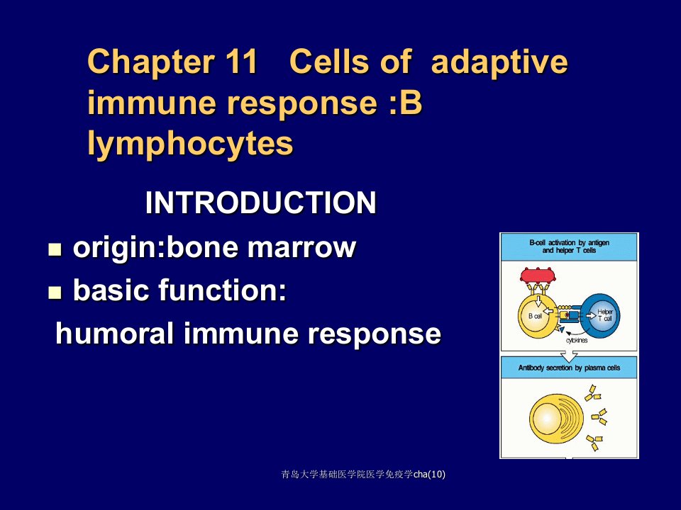 青岛大学基础医学院医学免疫学cha10课件