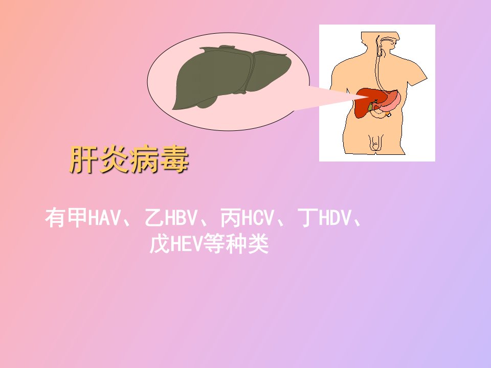 肝炎病毒和黄V出血热V疱疹V