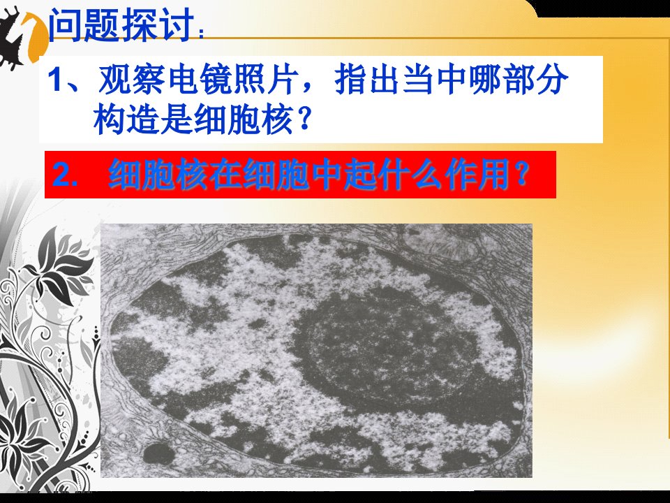 高一生物33细胞核公开课一等奖市赛课一等奖课件