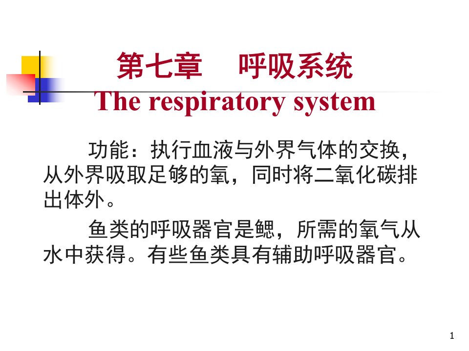 《鱼类的呼吸系统》PPT课件