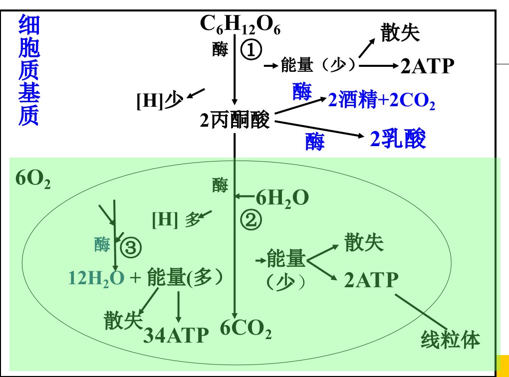 光合作用之讲课市优质课