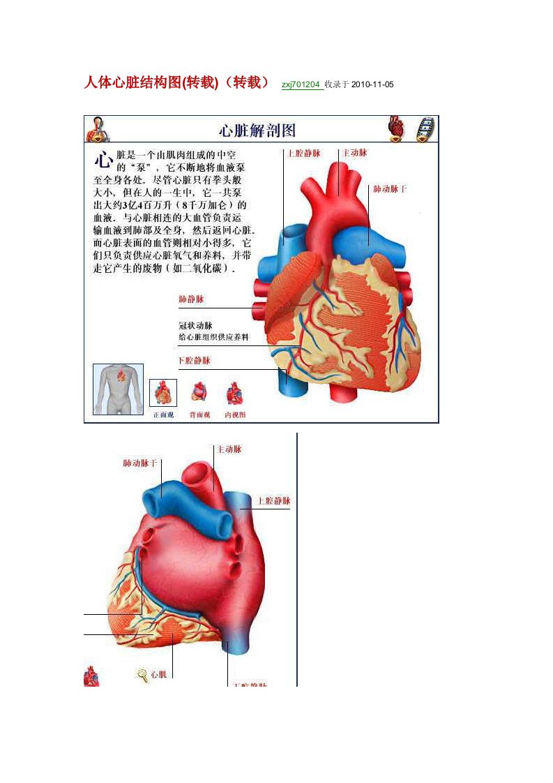 人体心脏结构图