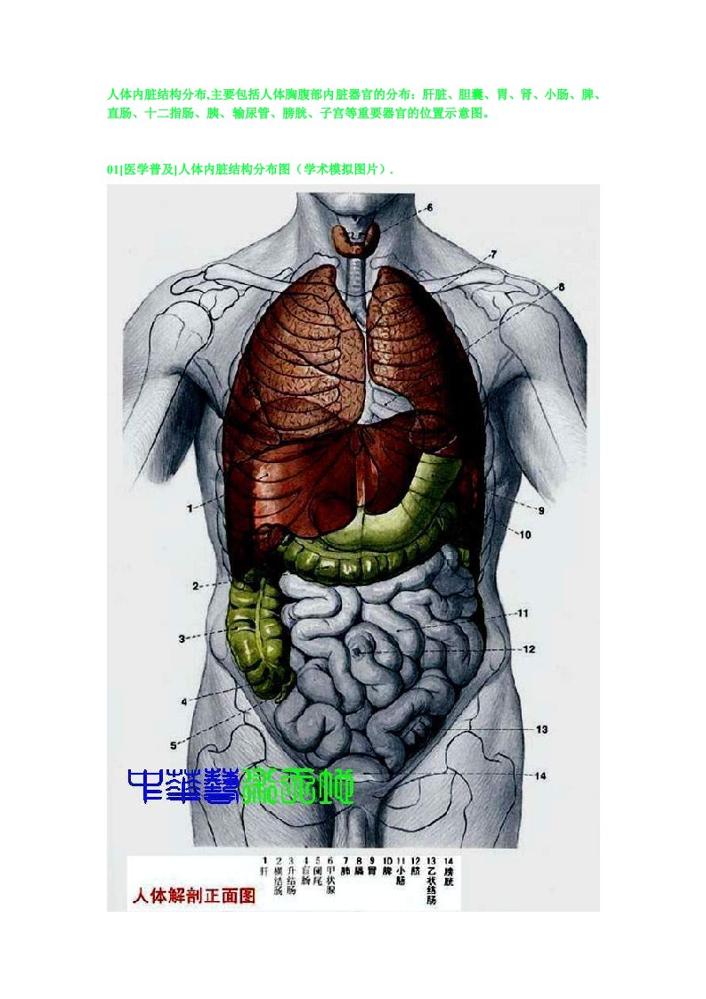 人体内脏结构人体全息示意图